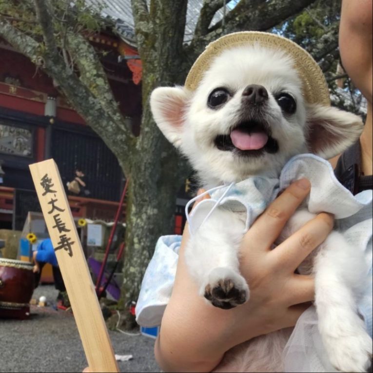 モモちゃん