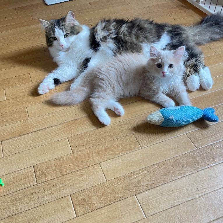 王子と天子ちゃん