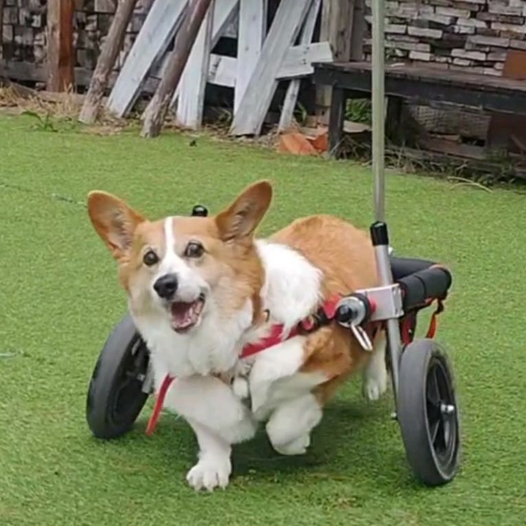 ハッピーちゃん