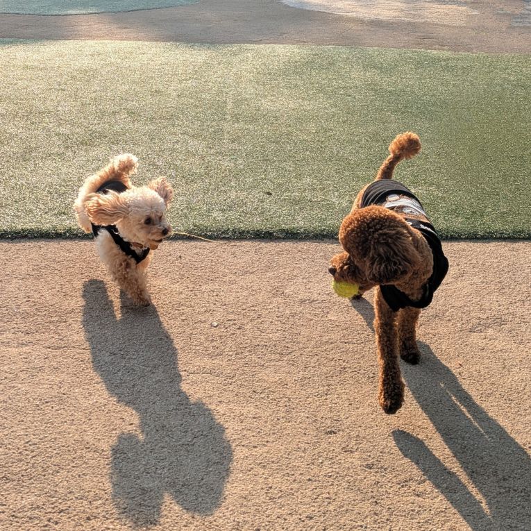 クート＆クッパちゃん