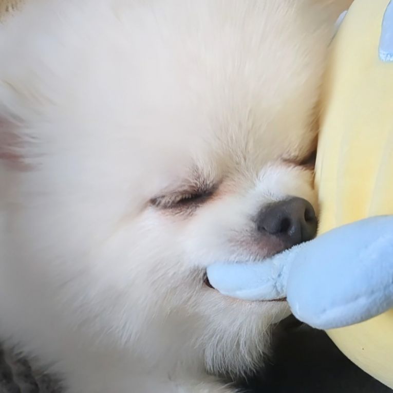 こんちゃん