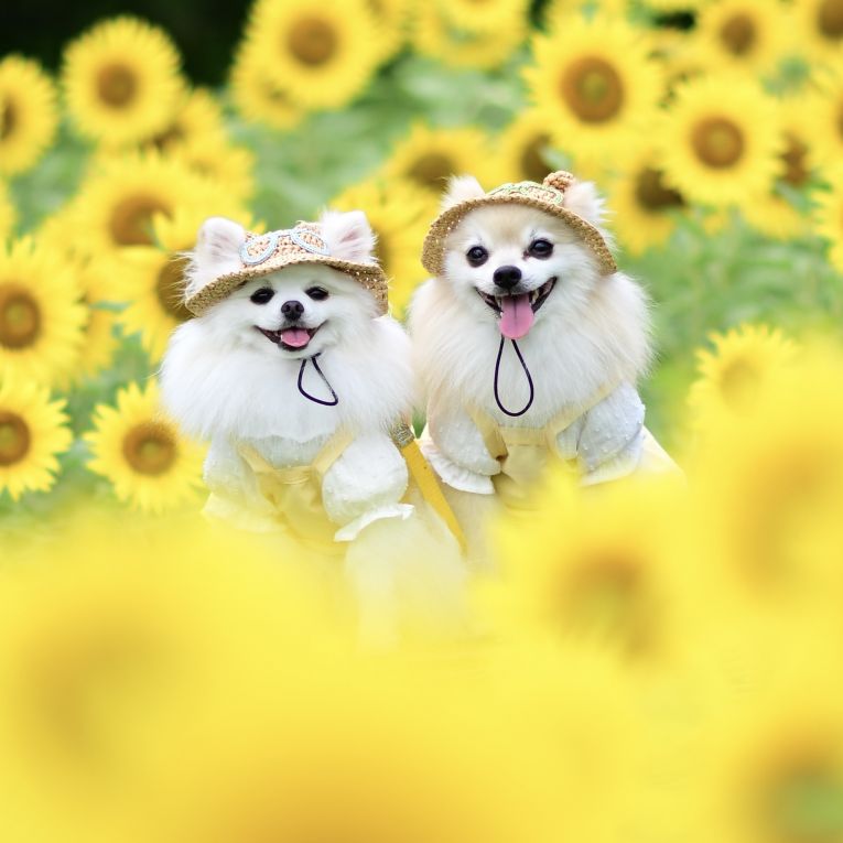 ルナ＆コトちゃん