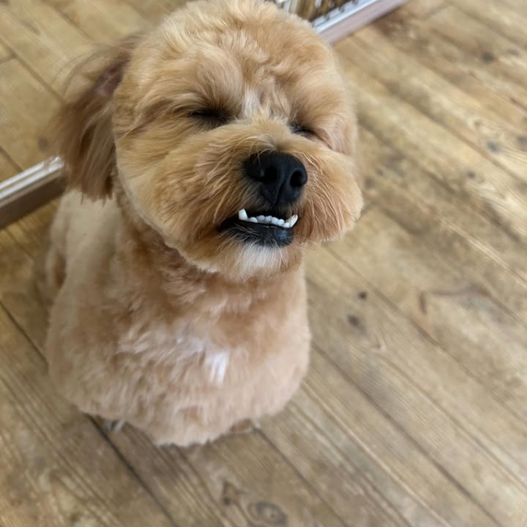 ちまきちゃん