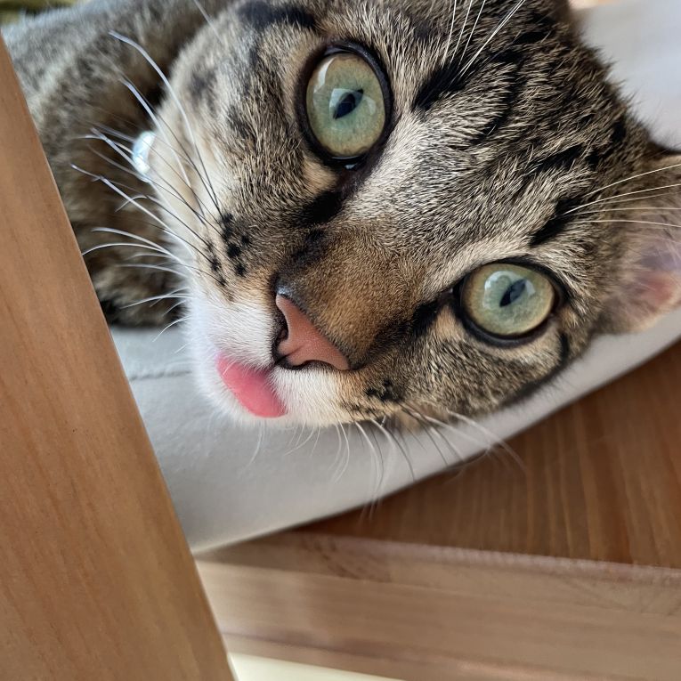 ラピちゃん