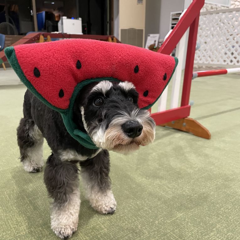 じじさんちゃん