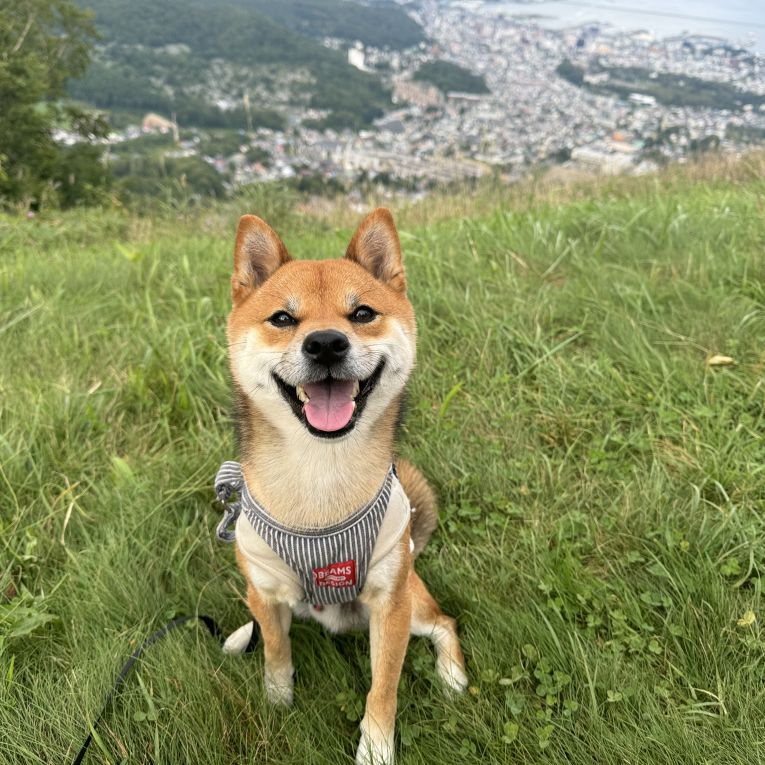 しんぞうちゃん