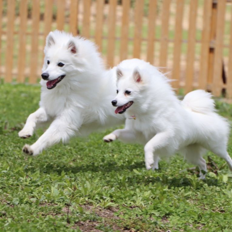 コハク　おとはちゃん