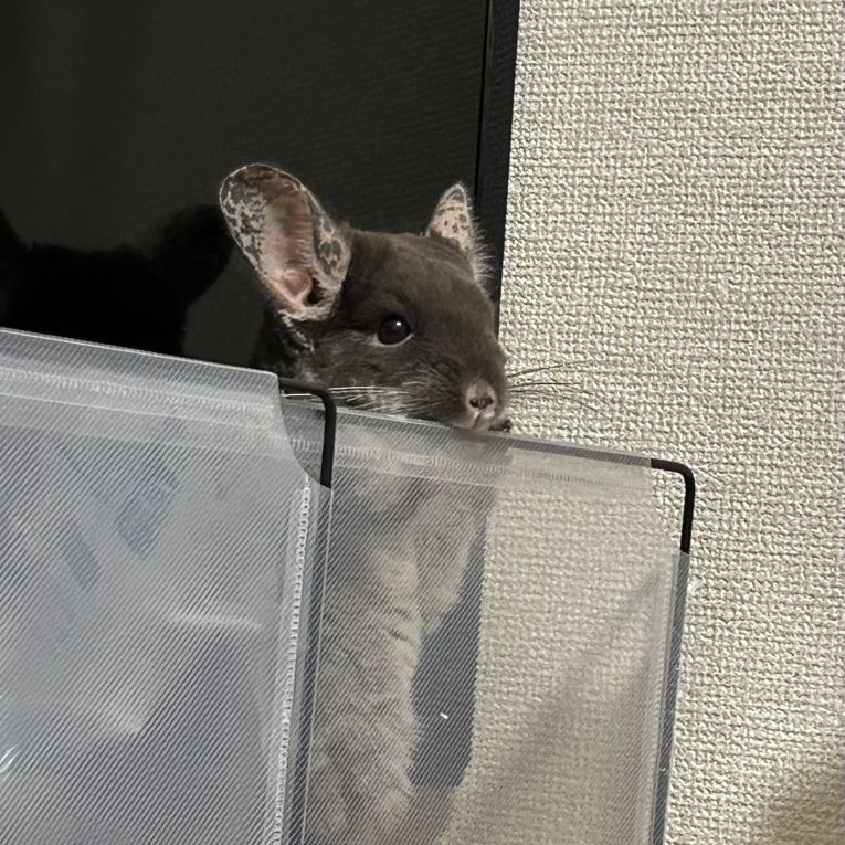 あずきちゃん