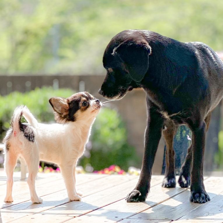 つむぎ&ラテちゃん