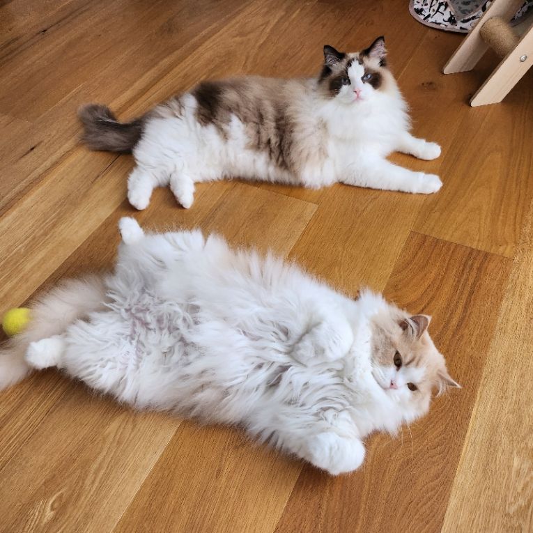 レム＆ロイちゃん