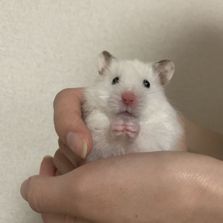 もくちゃん