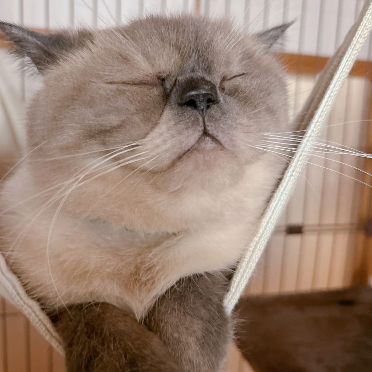 渡部ぷん太ちゃん