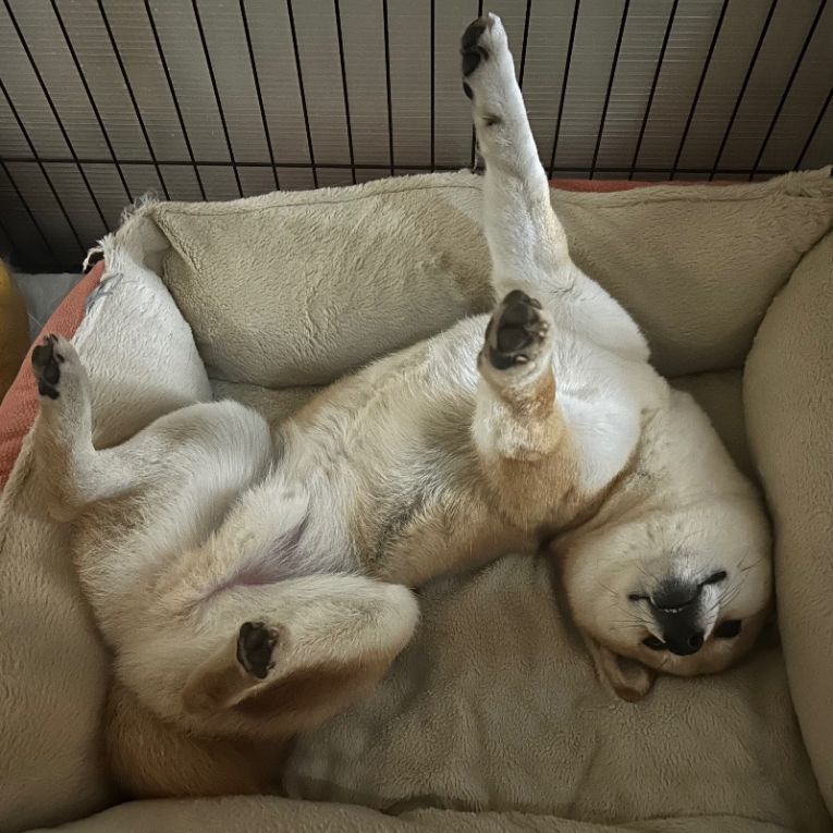 まるちゃん