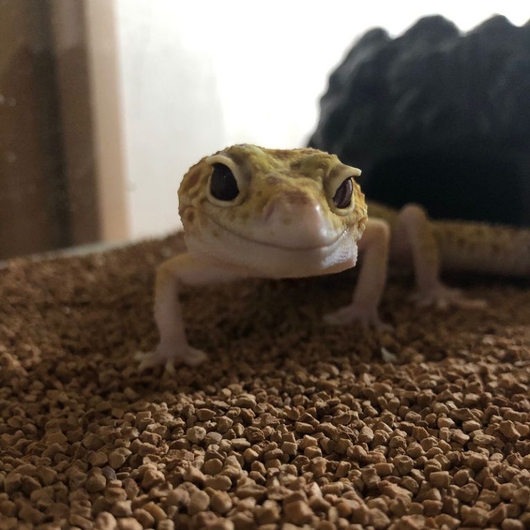 オレオくんちゃん