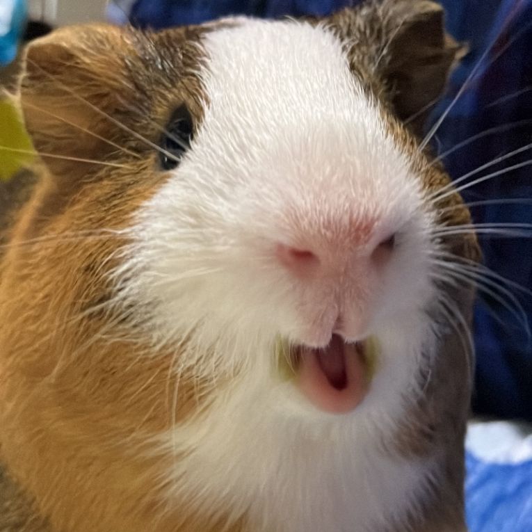 ちゃろちゃん