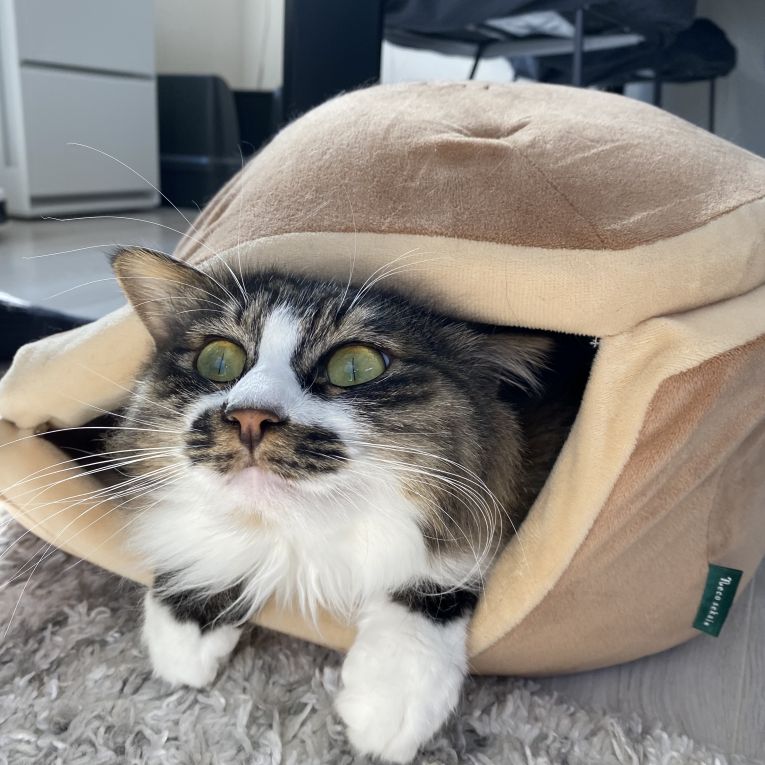 アルバちゃん