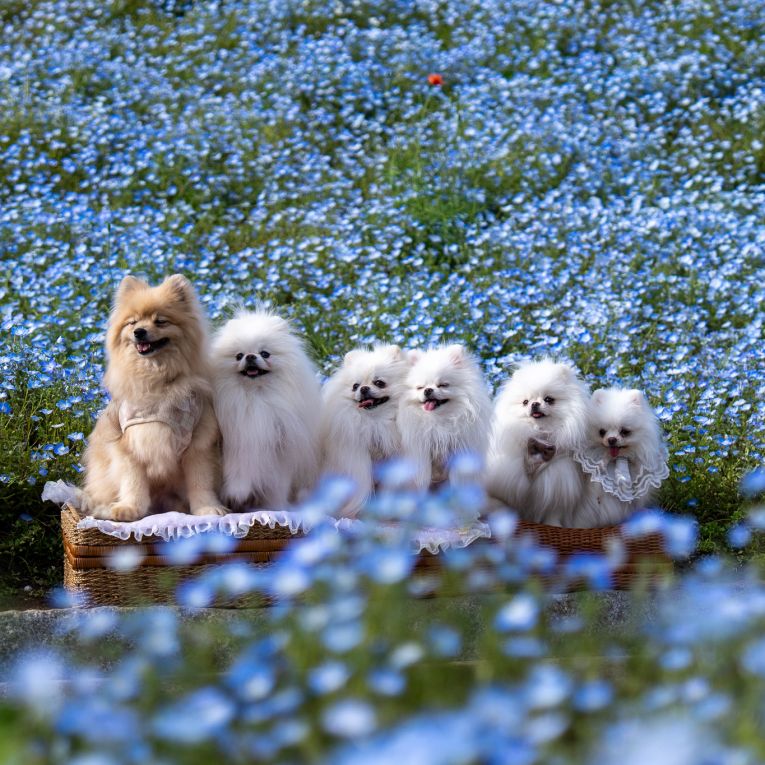 もなこむひまこますずしらたまちゃん