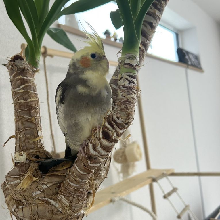ぽんすけちゃん