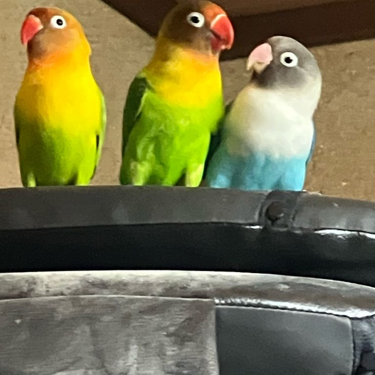 きい・るり・あおちゃん