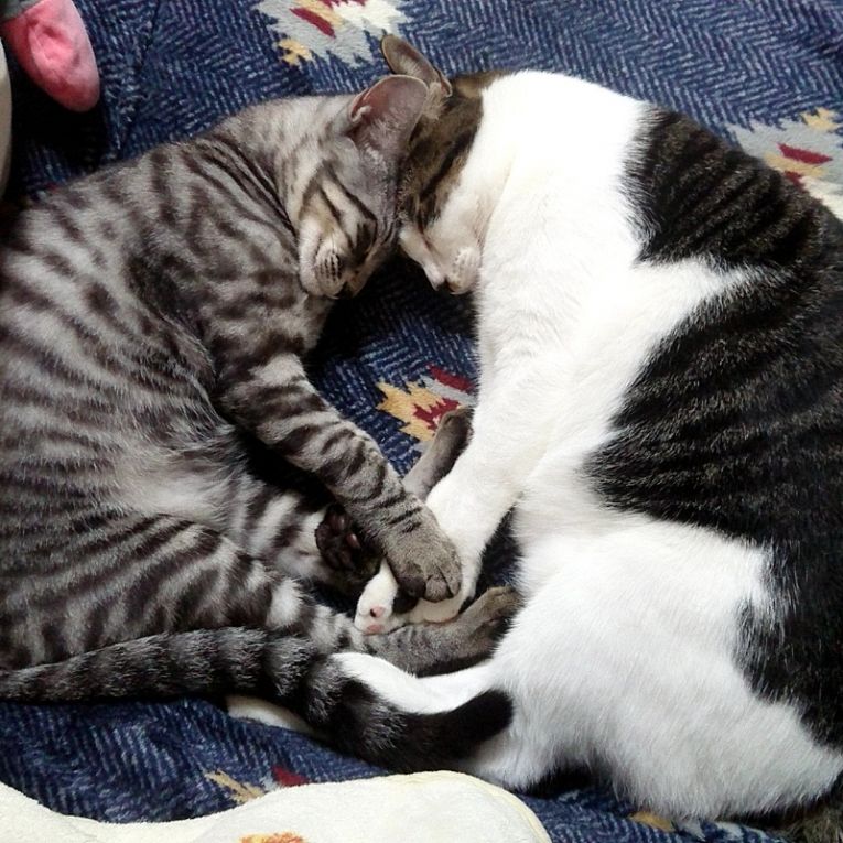 こてつ　と　こたろうちゃん