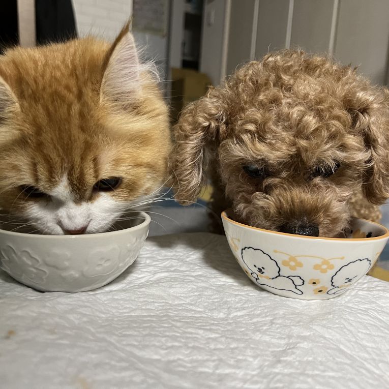 ころんとむつきちゃん