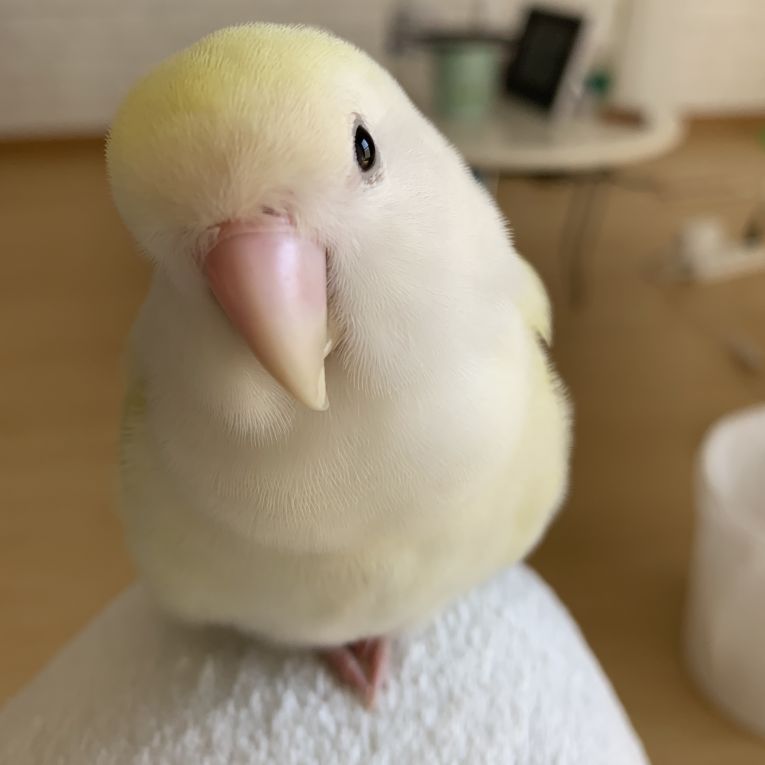 チュンちゃんちゃん