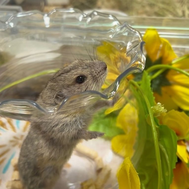 むぎ(ステップレミング)ちゃん