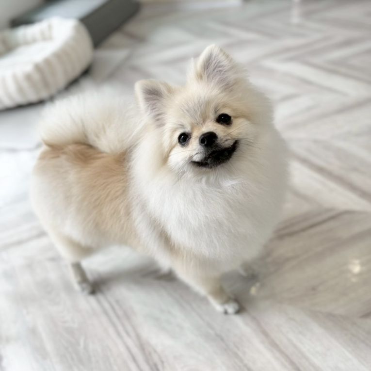 こむぎちゃん