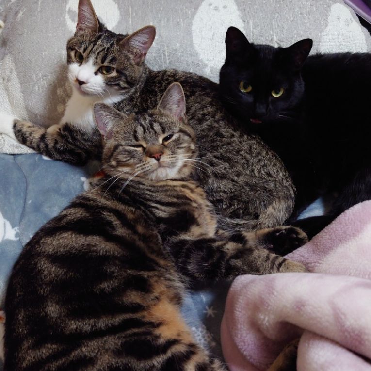 神と七と福ちゃん