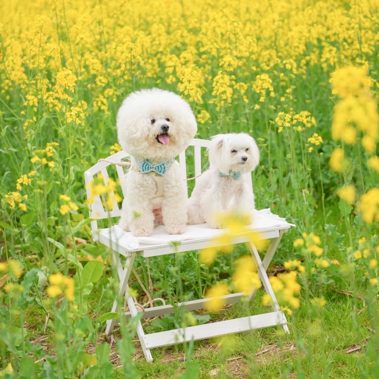 ココナッツちゃん