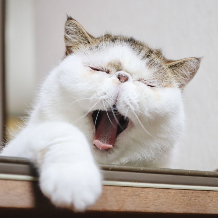 タラオちゃん