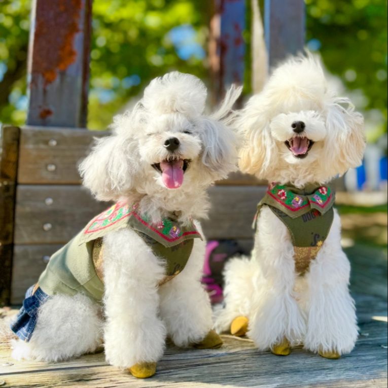 ちぷぅとぃちゃん