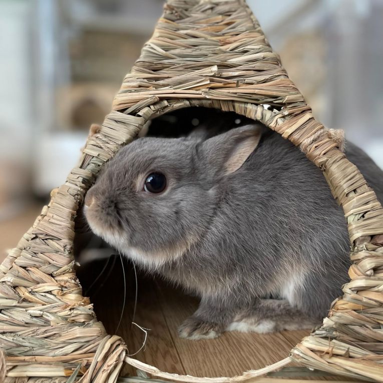 ぽぽちゃん