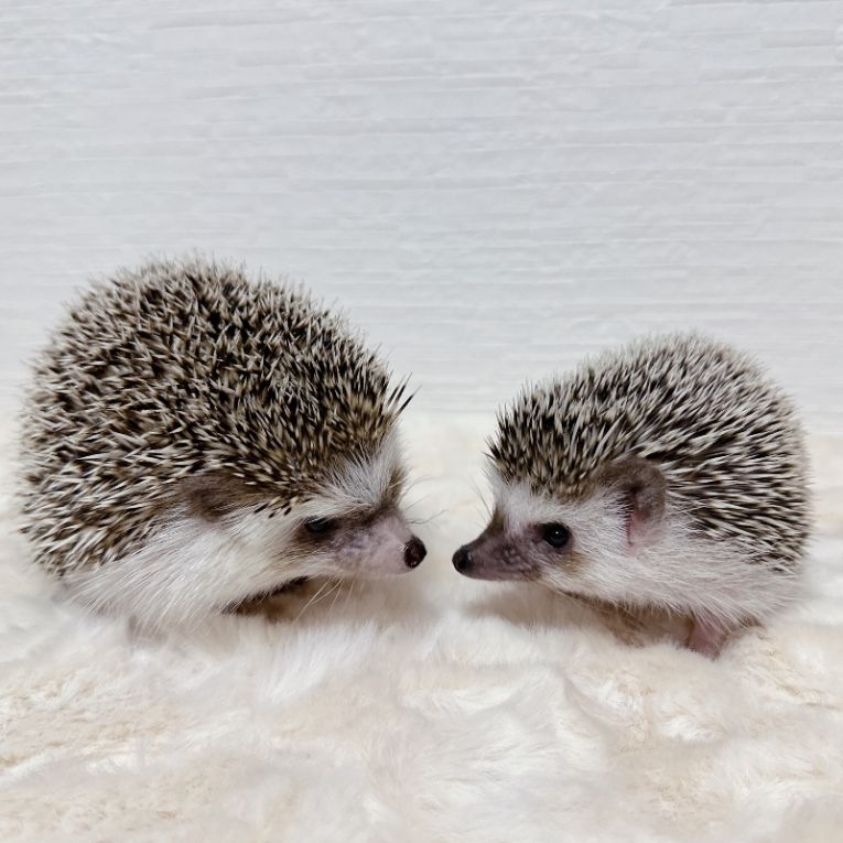 はろといろちゃん