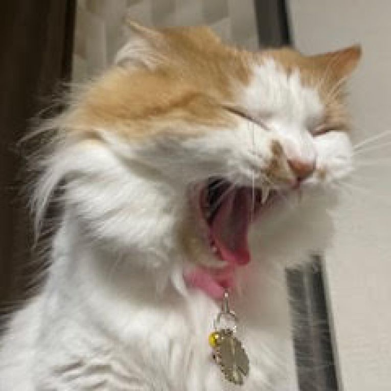 コーパオちゃん