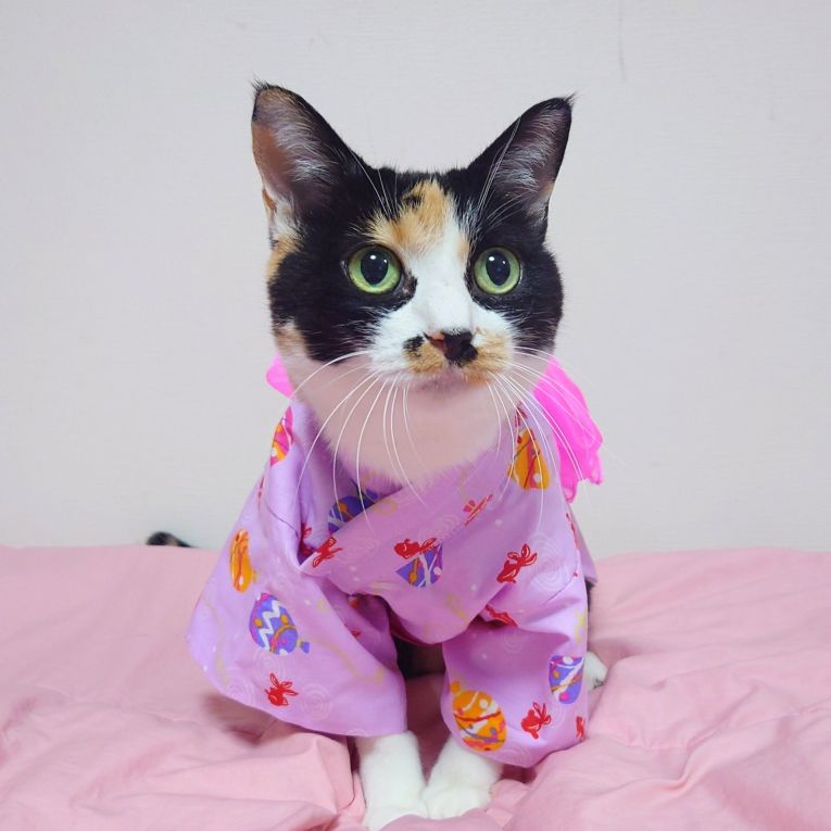 都ちゃんちゃん