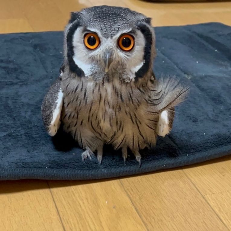 琥珀ちゃん