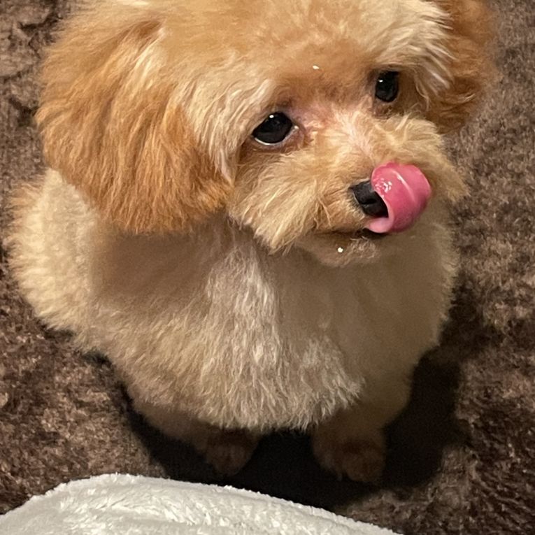 おこげちゃん