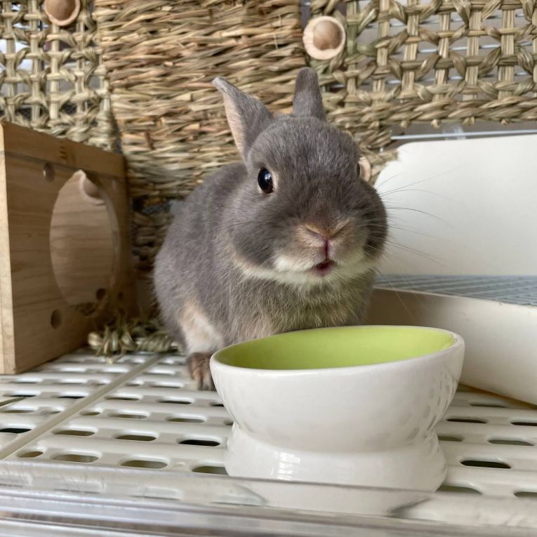 ぽぽちゃん