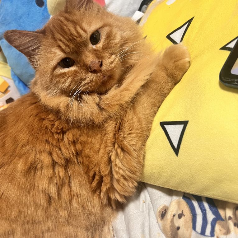琥珀ちゃん