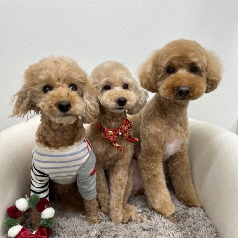 モモ&タイソン&きなこちゃん