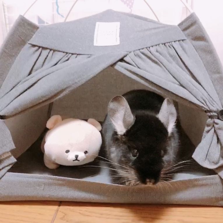 MACちゃん