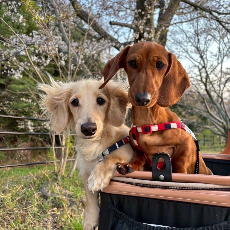 れおんくん☆さくらちゃんちゃん