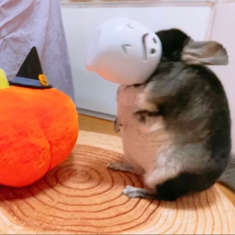 MACちゃん