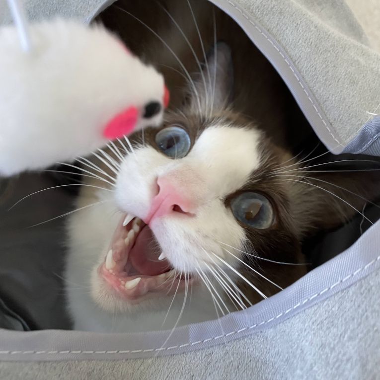 ハレちゃん