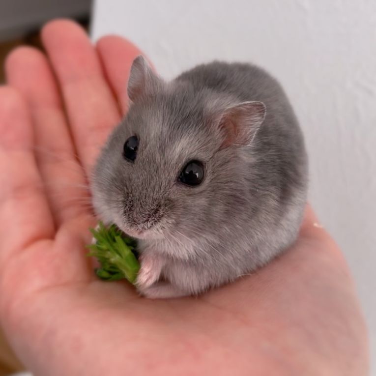 まるちゃん