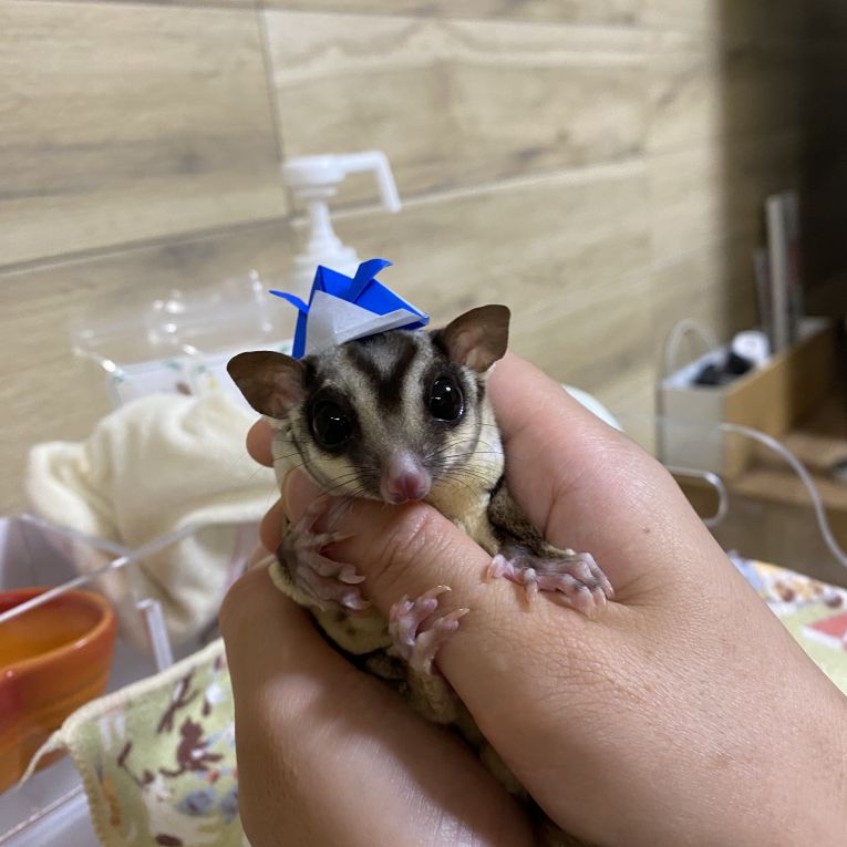 モモちゃん