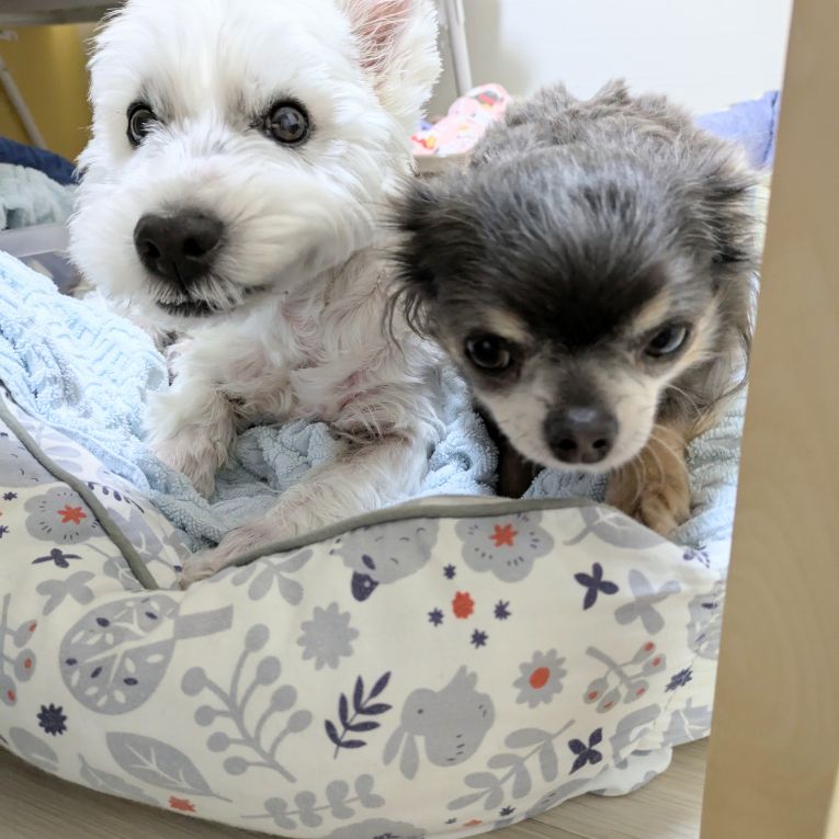 姫太郎とゆら子ちゃん