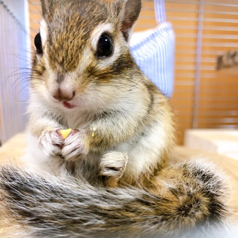 じゃじゃ丸ちゃん