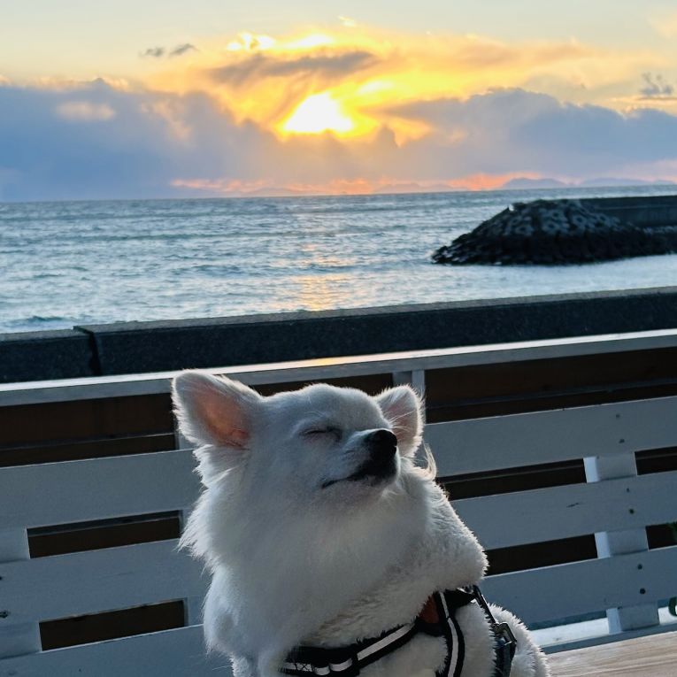 ✿みるくちゃん